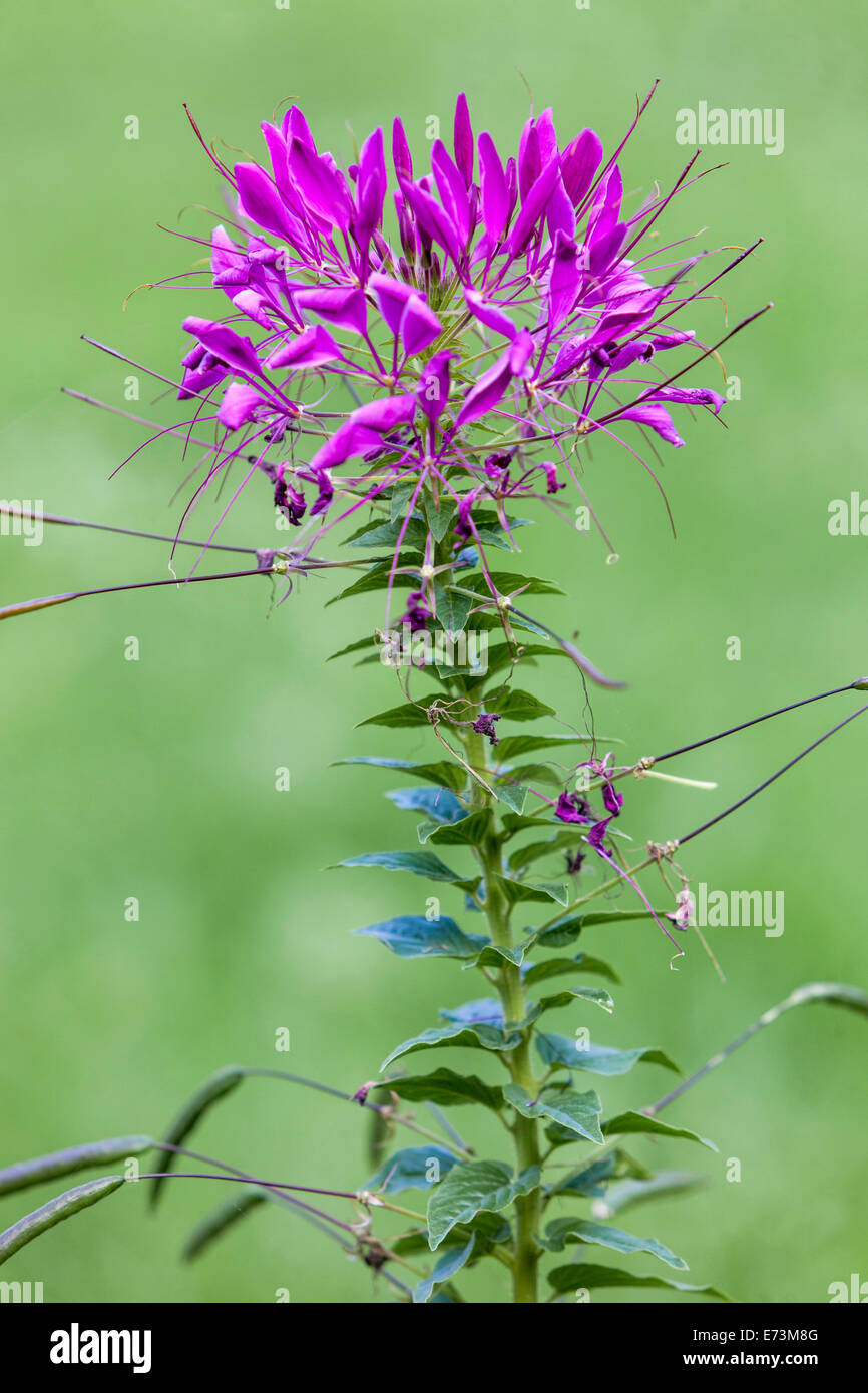 Ragno fiore, singolo Cleome fiore, verticale fiore viola su stelo di Cleome hassleriana Foto Stock