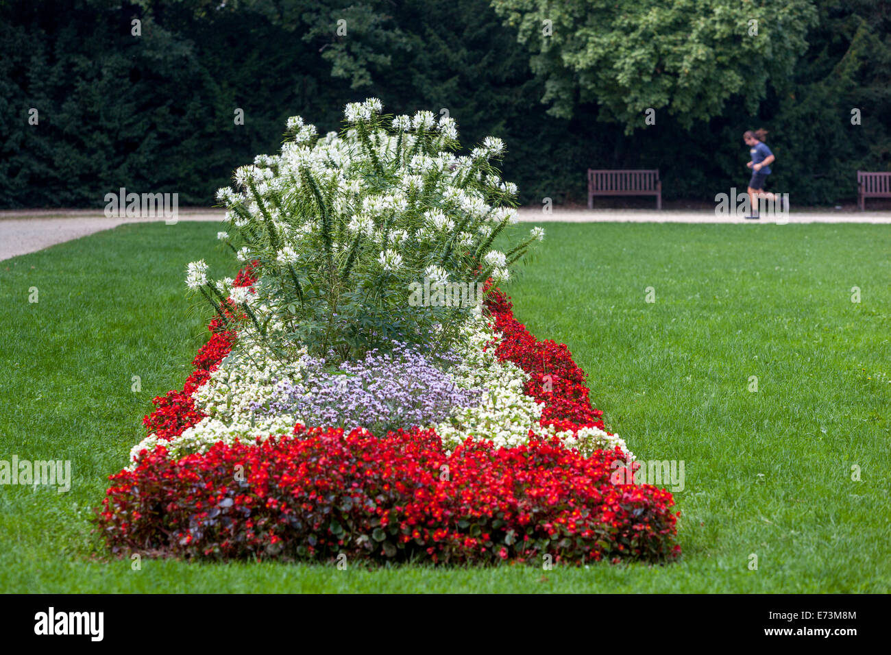 Cleome hassleriana fine estate fiorito in fiori paesaggistici parco della città Foto Stock