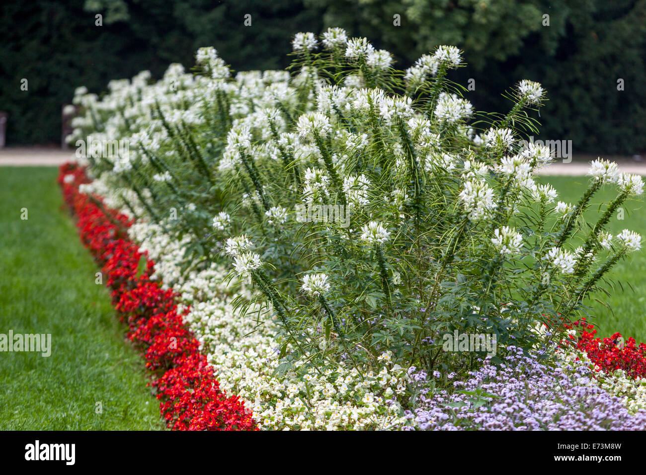 Giardino di fiori bianchi Cleome hassleriana Spider fiore pianta in fiori colorati giardino paesaggistico fiori giardino prato Foto Stock