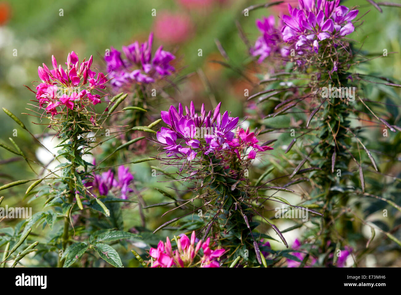 Stagione del ragno immagini e fotografie stock ad alta risoluzione - Alamy