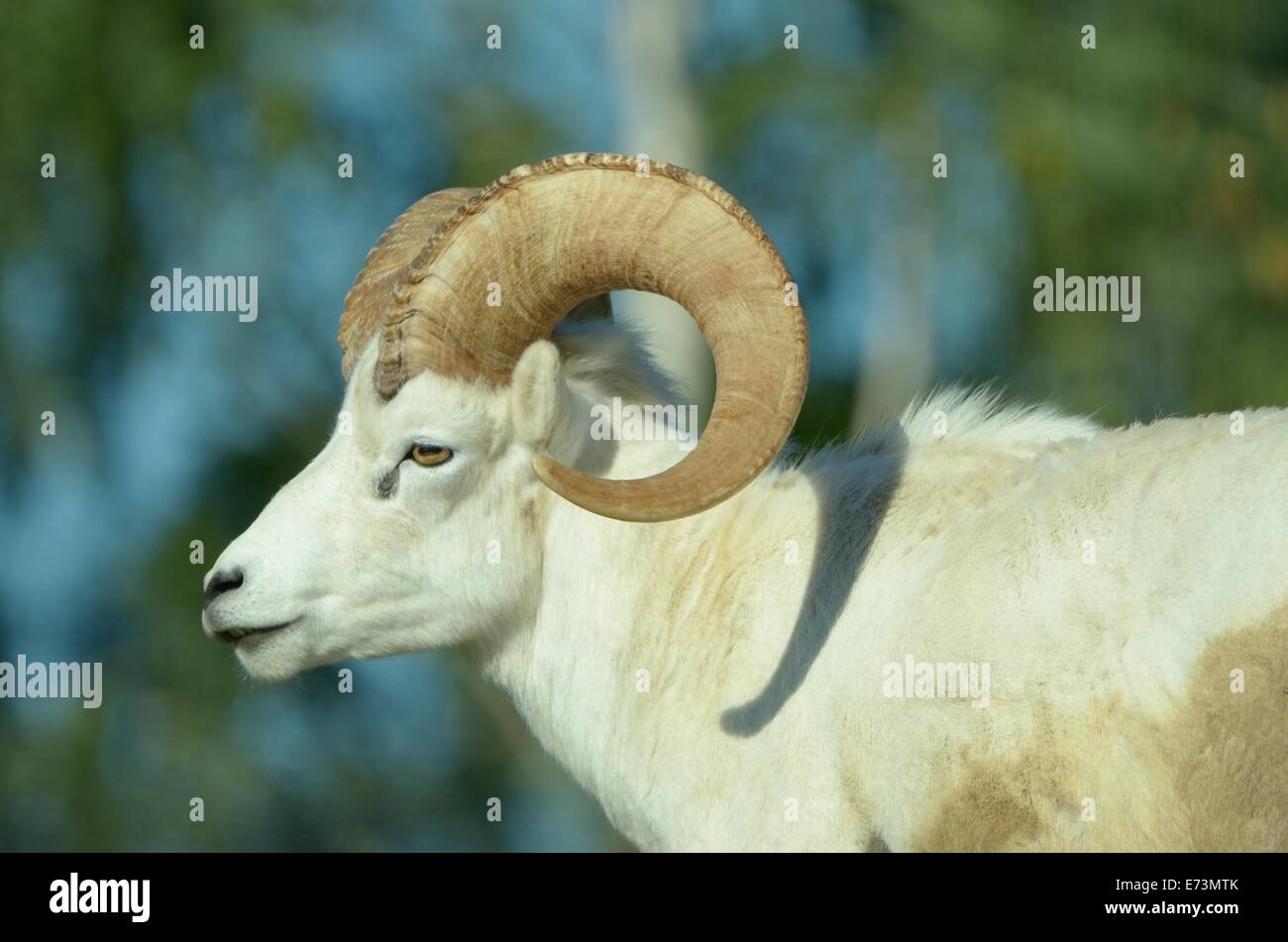Dall pecore (Dall's pecore), ovis dalli, è una specie di pecore nativa per la northwestern America del Nord. Foto Stock