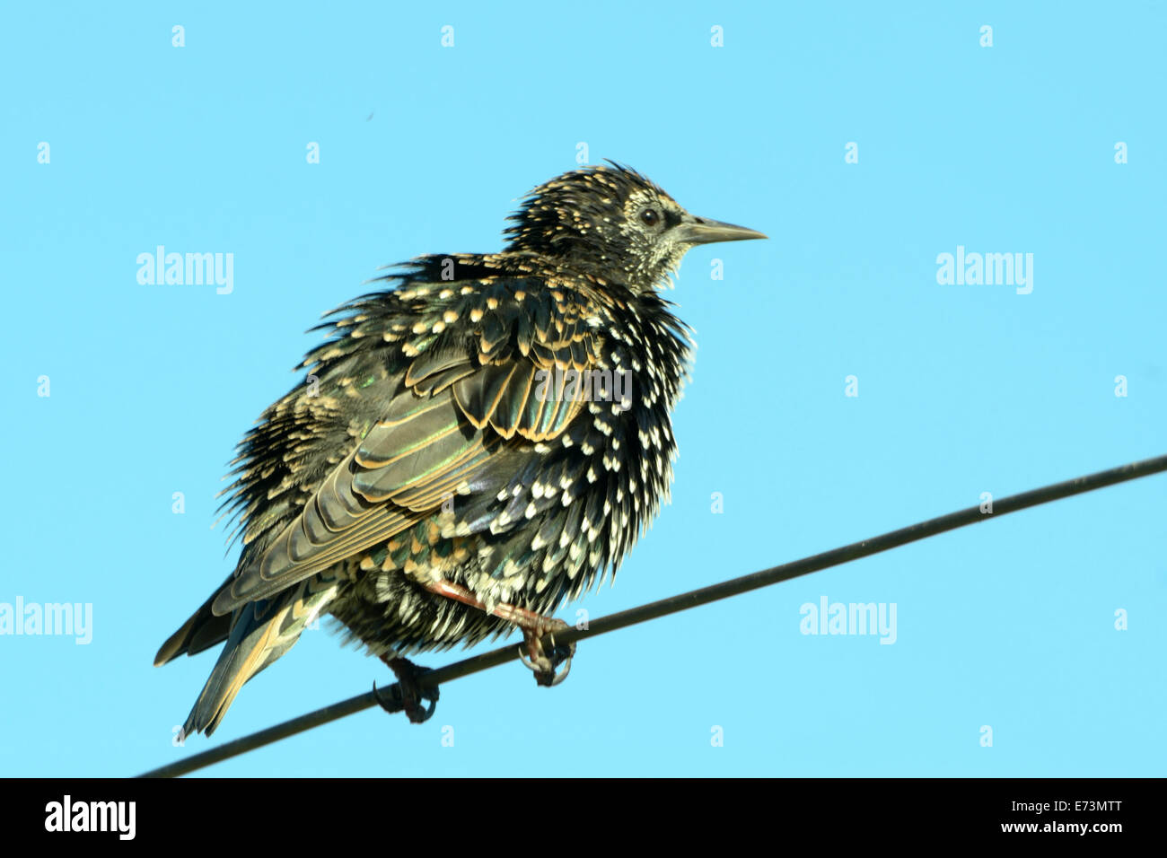 Starling comune (Sturnus vulgaris), noto anche come Unione starling o nelle isole Britanniche appena stornelli, è un mezzo-s Foto Stock