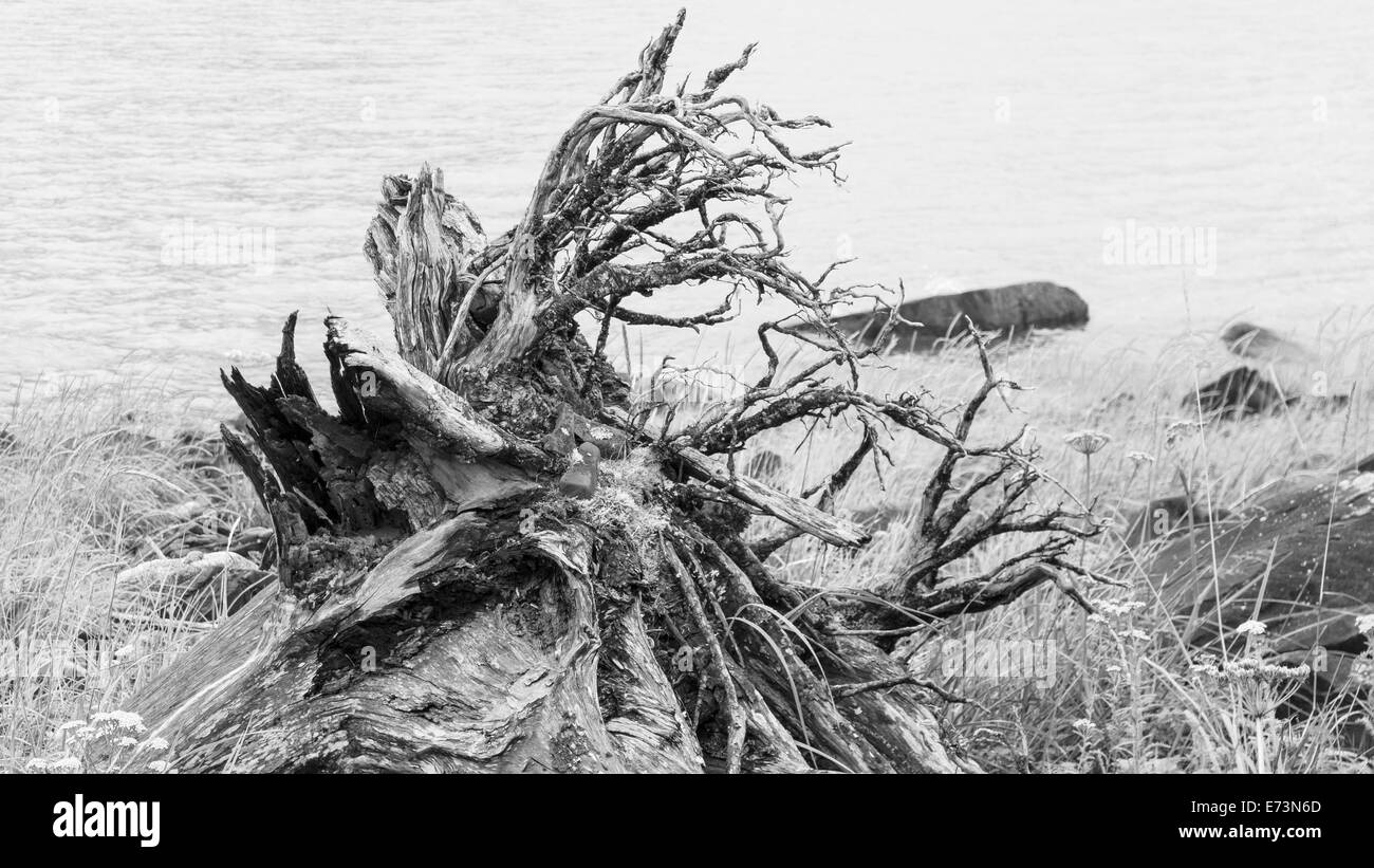 Radici di albero driftwood lavato fino a una spiaggia in bianco e nero. Foto Stock