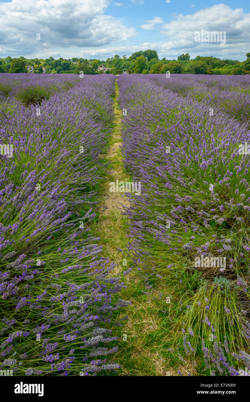 Splendido campo di lavanda in un semi-giorno nuvoloso Foto Stock