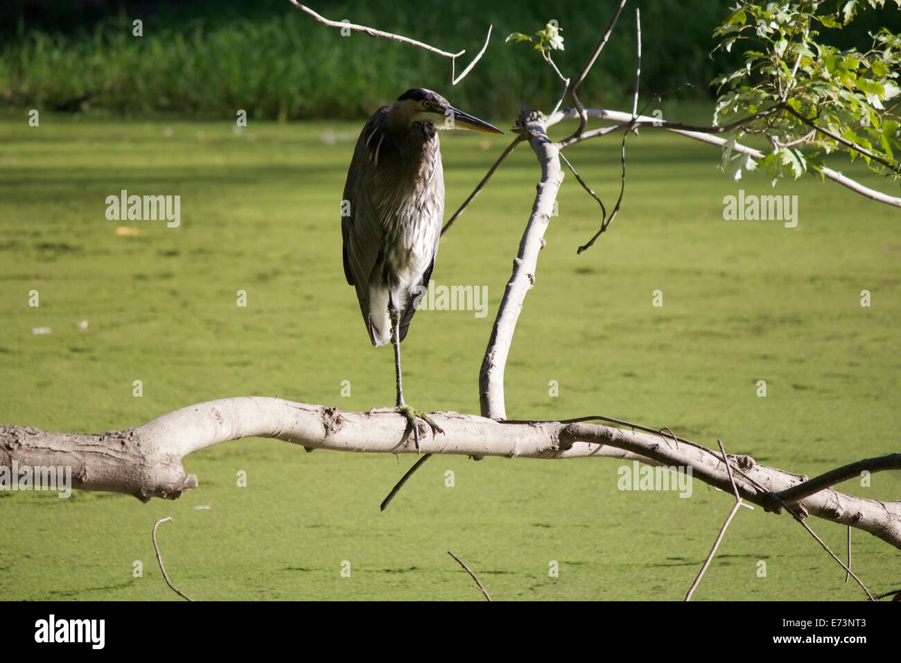 Airone blu. Des Plaines River backwaters, Cook County, Illinois. Foto Stock