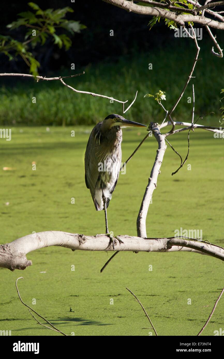Airone blu. Des Plaines River backwaters, Cook County, Illinois. Foto Stock