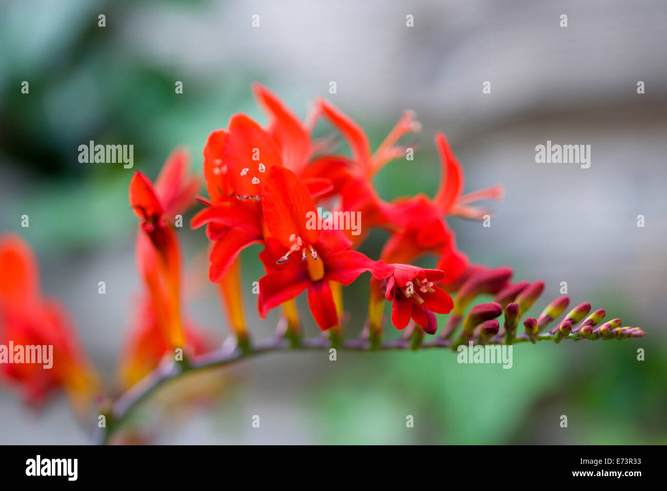 Montbretia, Crocosmia 'Lucifero', ramificato spike con vistosi emergenti ad imbuto rosso dei fiori isolati in shallow focus. Foto Stock