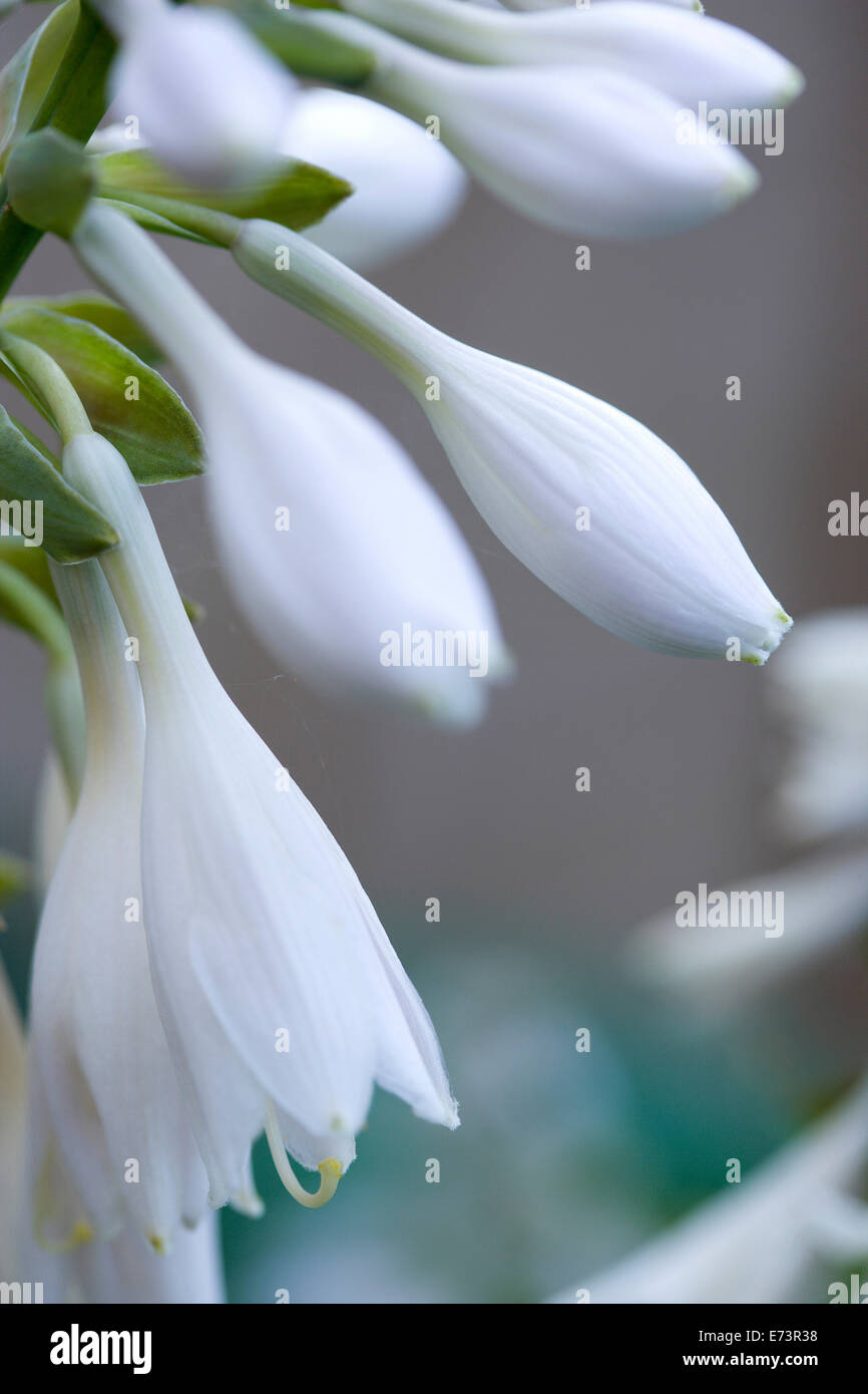 Giglio piantaggine, Hosta, bianco fiori penduli che cresce su una pianta contro uno sfondo verde. Foto Stock