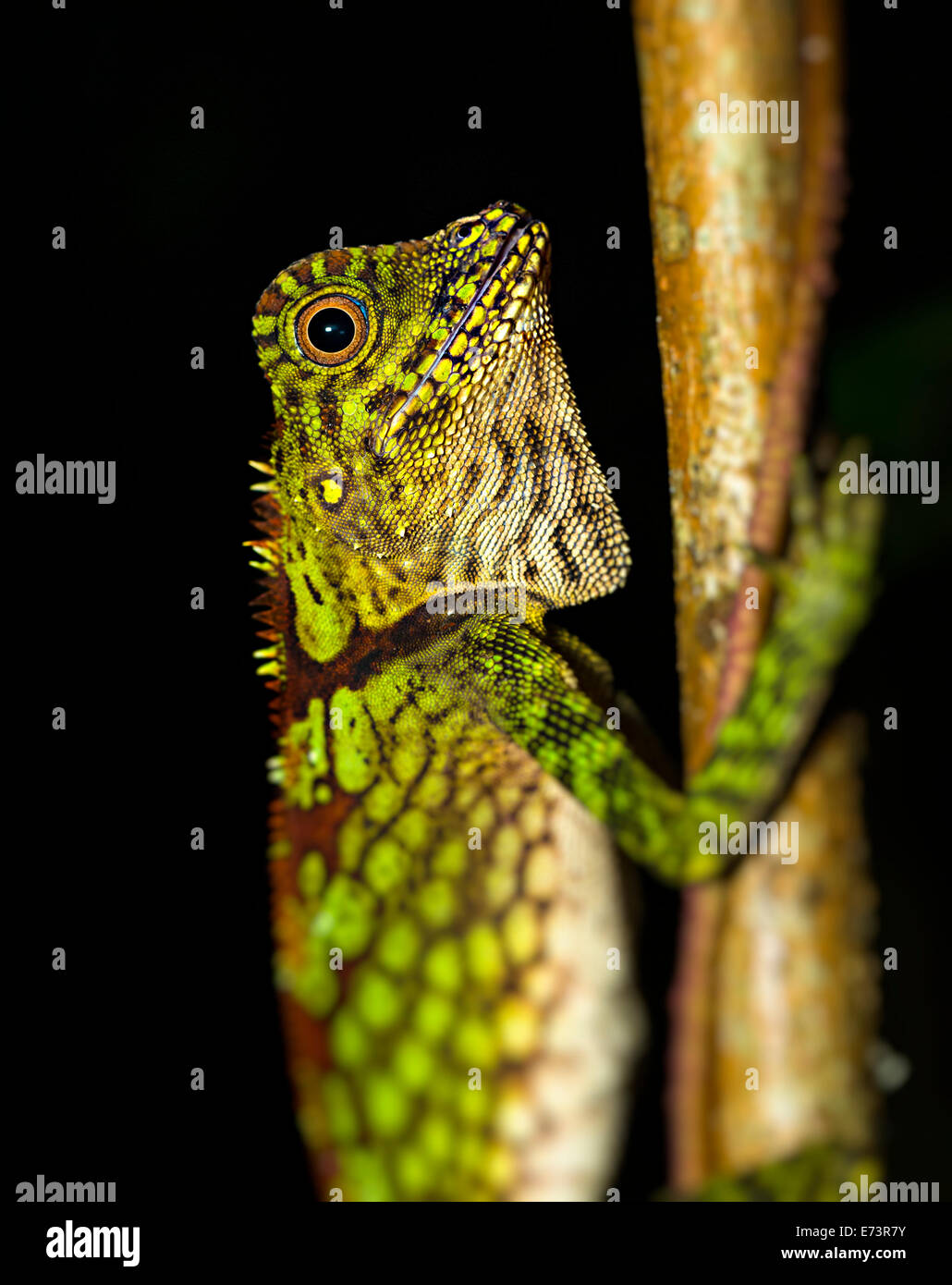 Lizard nella struttura ad albero di notte nella foresta pluviale,Parco Nazionale di Gunung Mulu, Malaysia Foto Stock