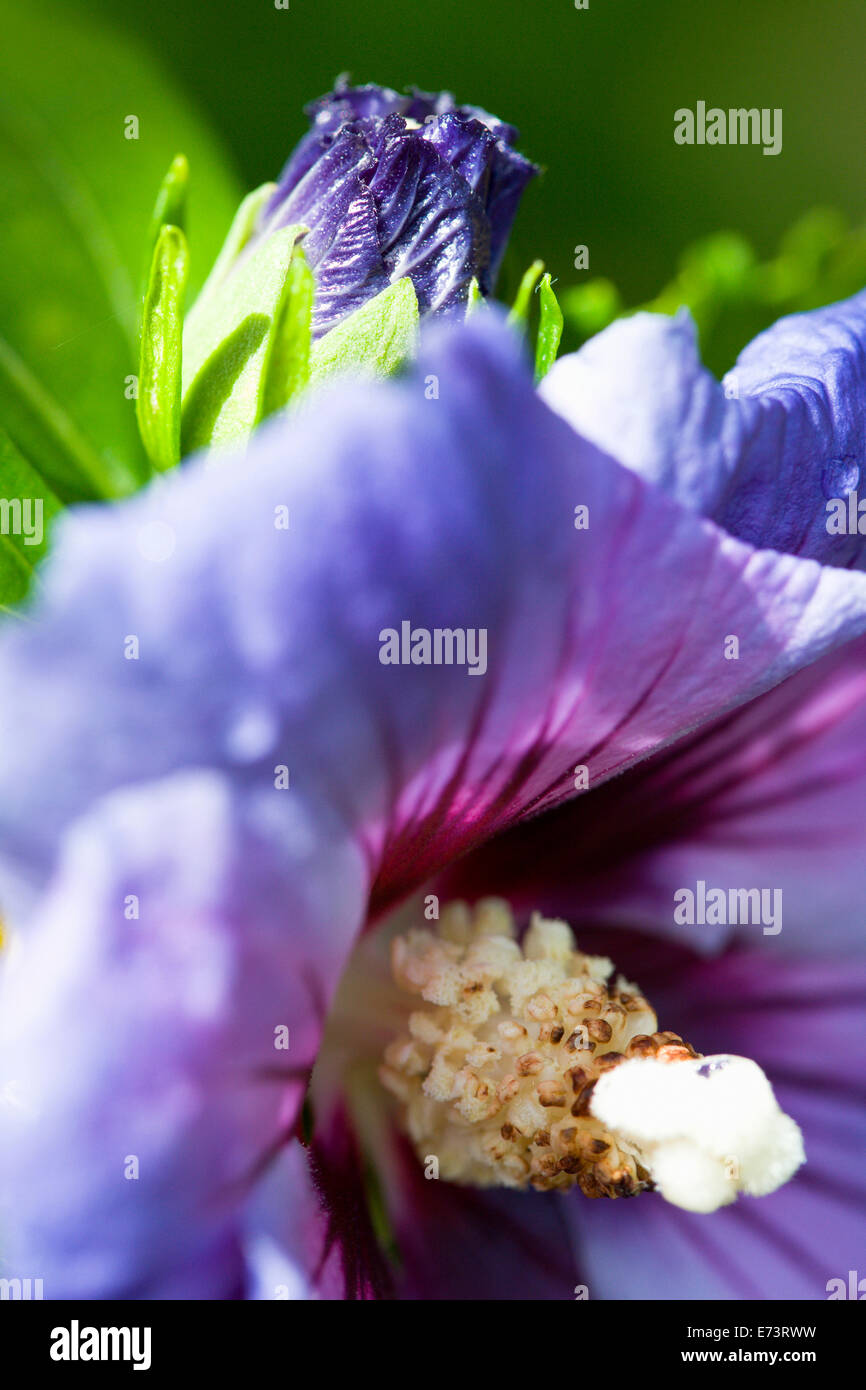 Rose mallow, Hibiscus syriacus 'Blue Bird, viola fiore blu e bud che cresce su un arbusto contro uno sfondo verde. Foto Stock