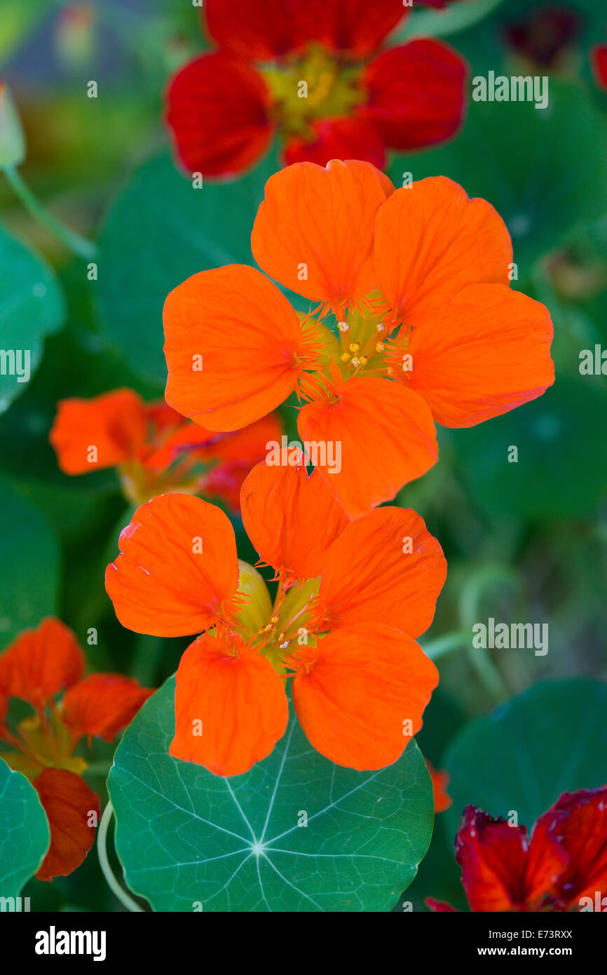 I nasturzi, Tropaeolum majus, close up rosso arancio fiori contro il verde delle foglie. Foto Stock
