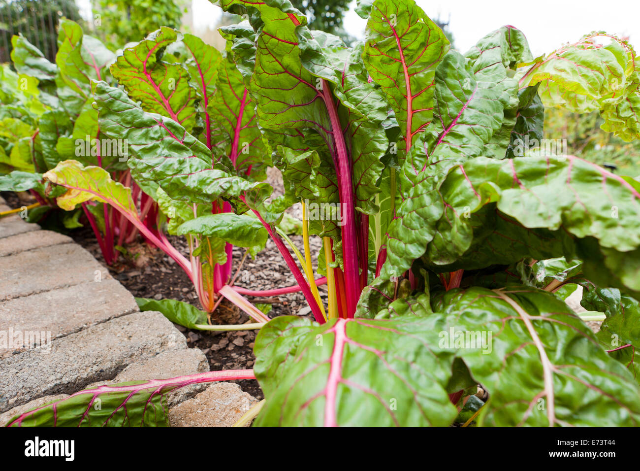 Le bietole che cresce in giardino - USA Foto Stock