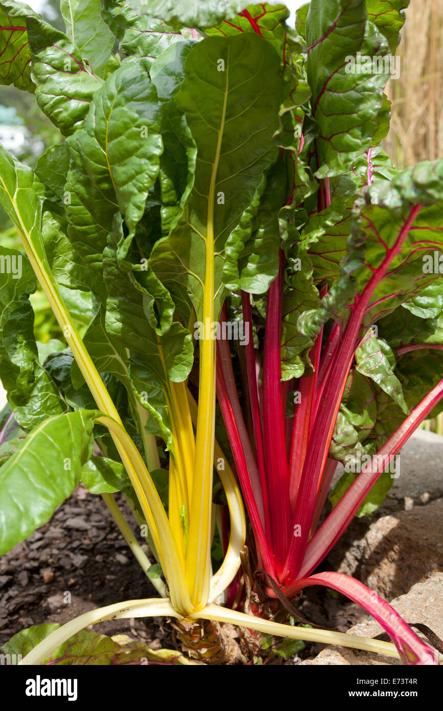 Le bietole che cresce in giardino - USA Foto Stock