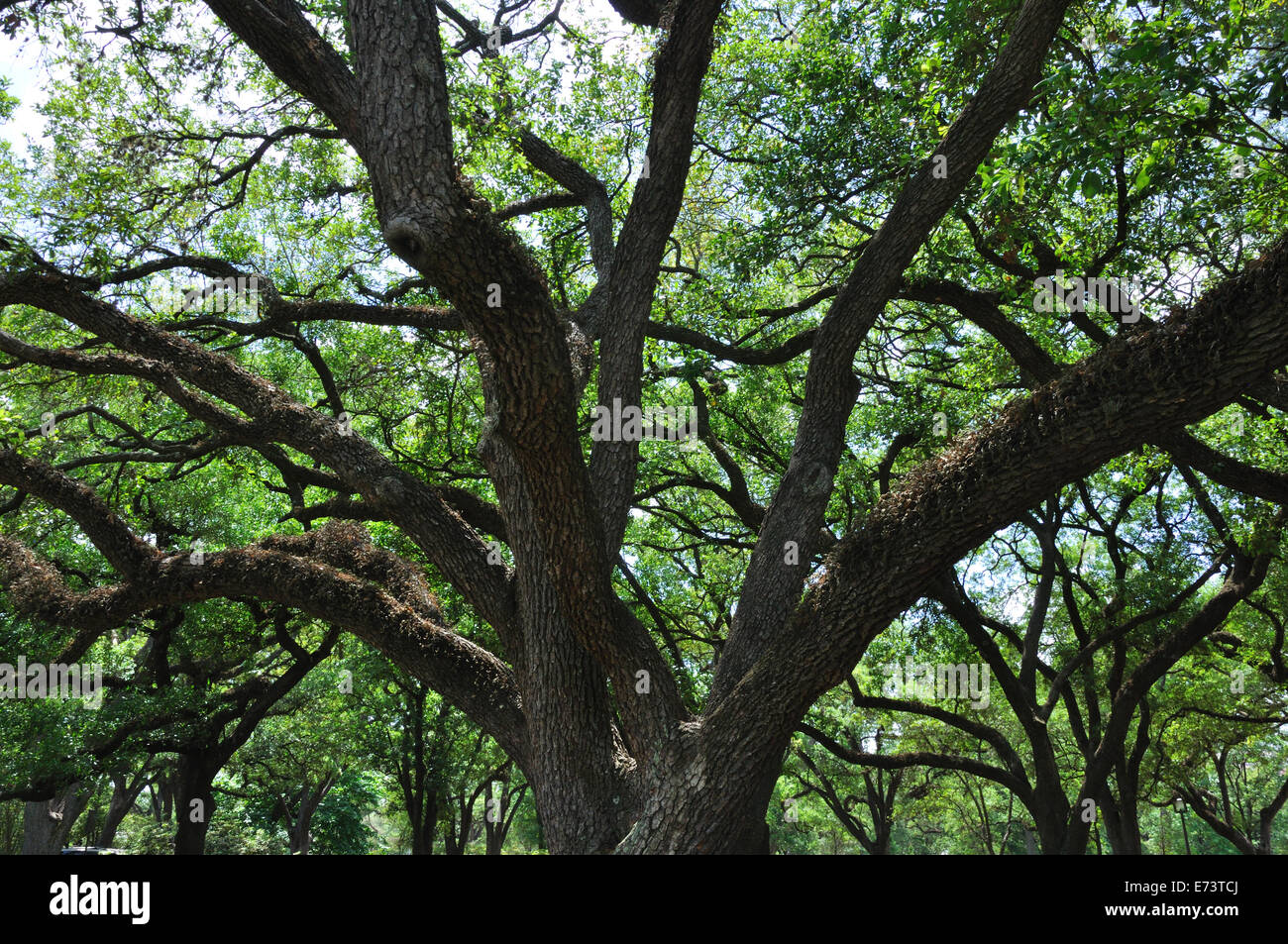 Live Oak tree. Foto Stock