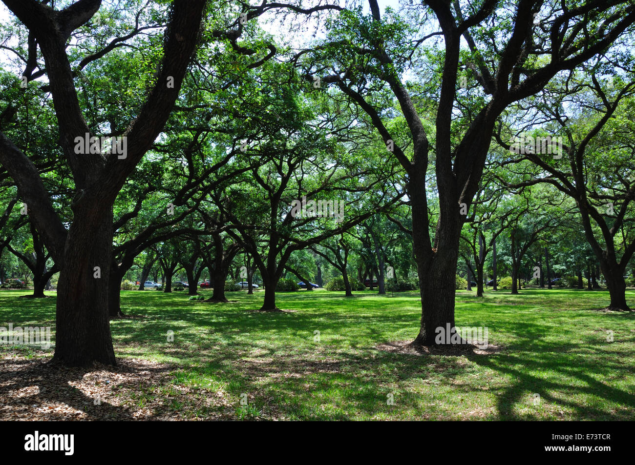 Live Oak tree. Foto Stock