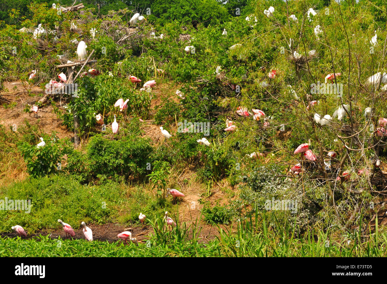 Smith Oaks Bird Sanctuary su Alta isola , vicino a Galveston, Texas, Stati Uniti d'America Foto Stock