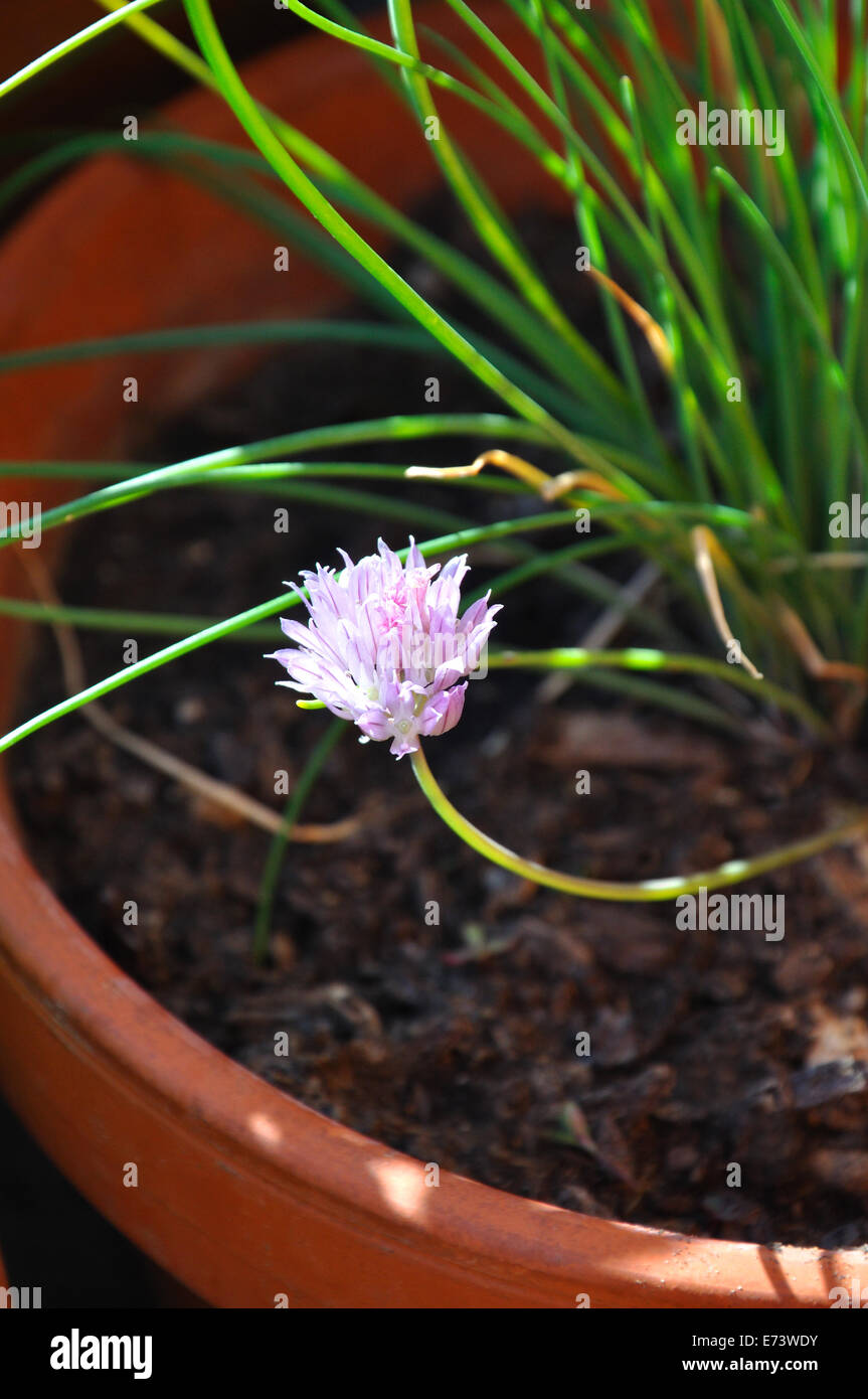 Erba cipollina di fioritura Foto Stock