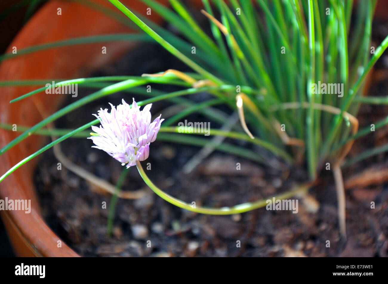 Erba cipollina di fioritura Foto Stock