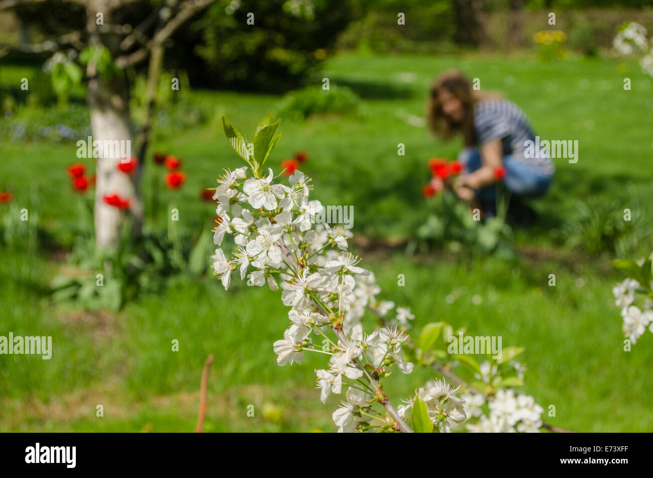 Apple ramo di albero con piccoli fiori bianchi e foglie su sfondo giardino Foto Stock
