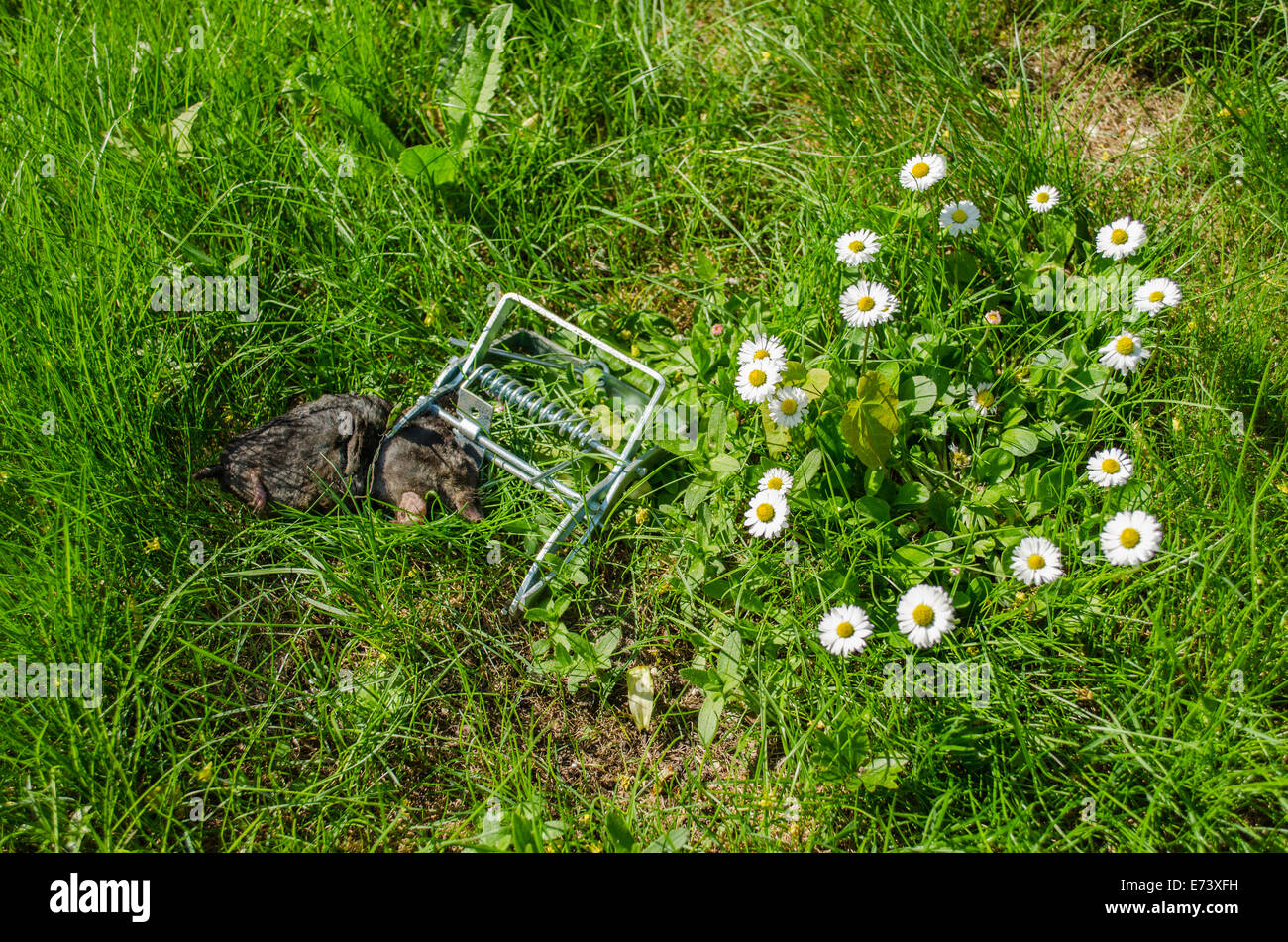 Dead mole in trappole di presa tra i fiori nel prato Foto Stock