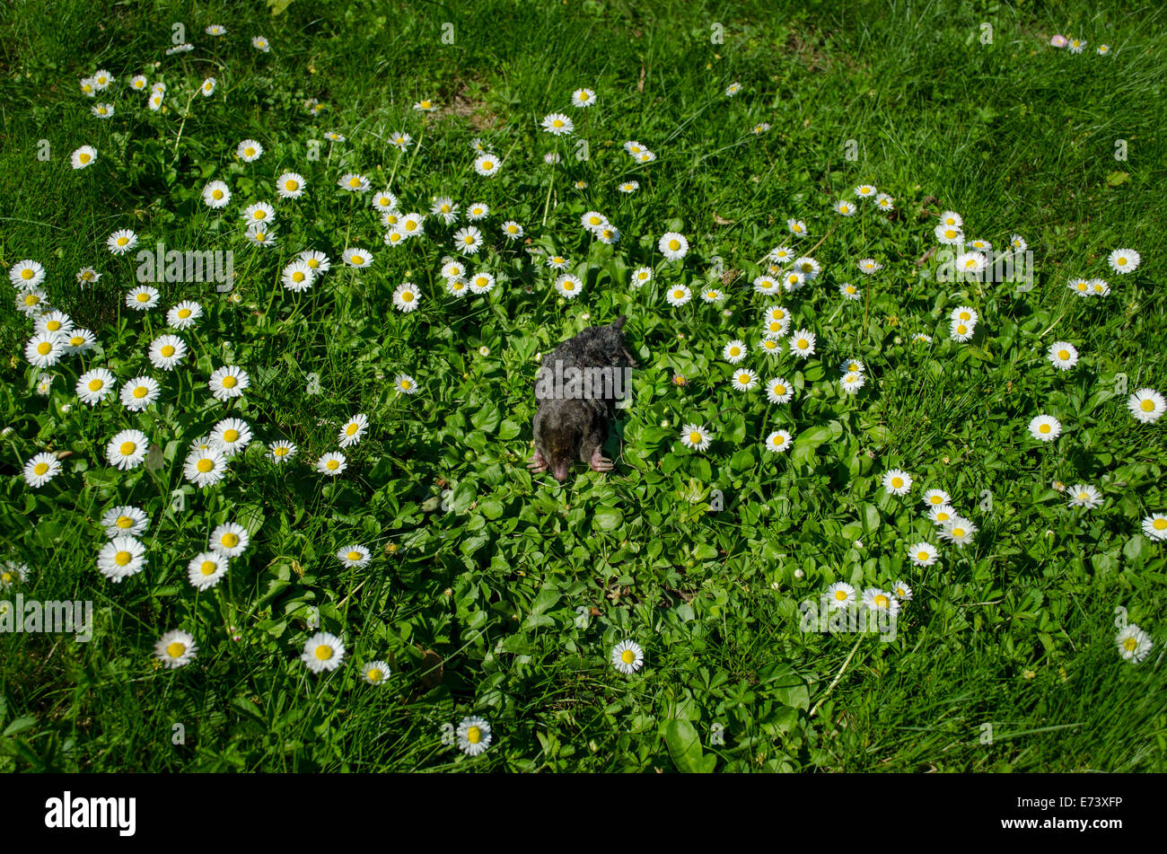 Nero morti piccole mole in prato tra fiori a margherita Foto Stock