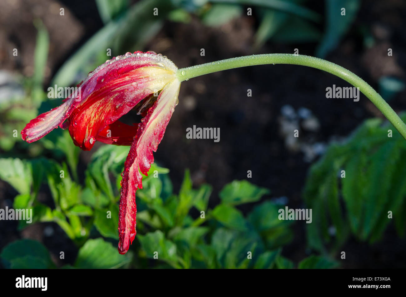 Pendente rosso decorativo tulip flower bloom e petali coperto la mattina con gocce di rugiada. Foto Stock