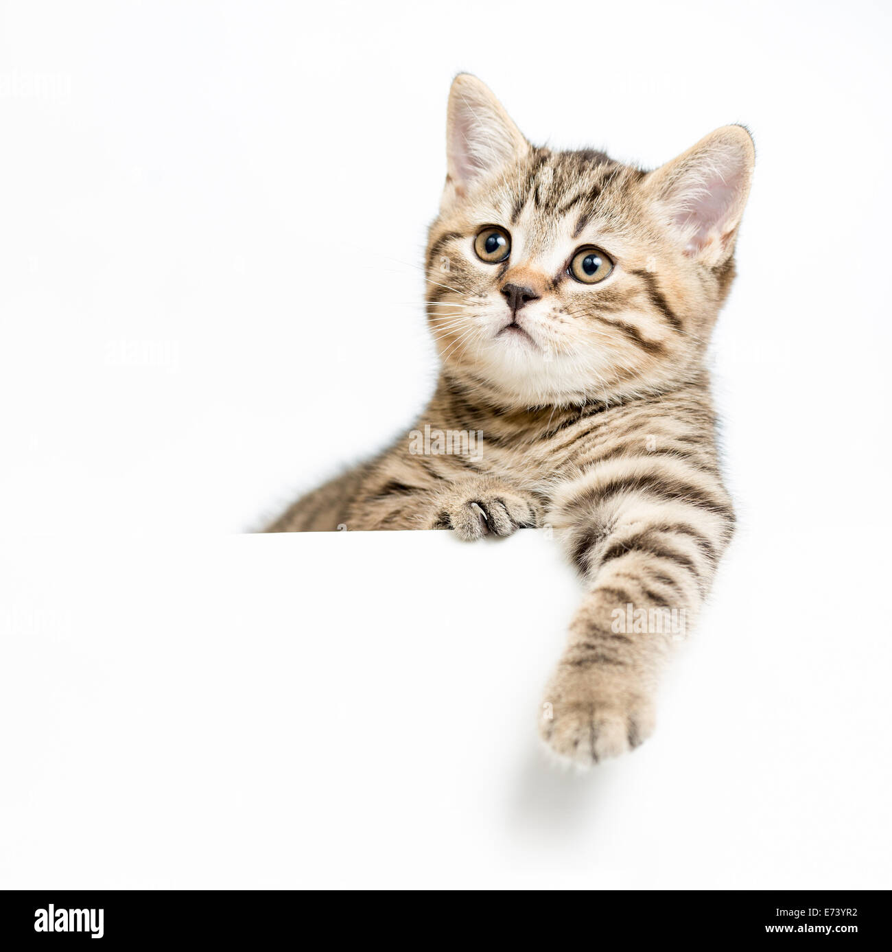 Kitten dietro il cartello bianco isolato Foto Stock