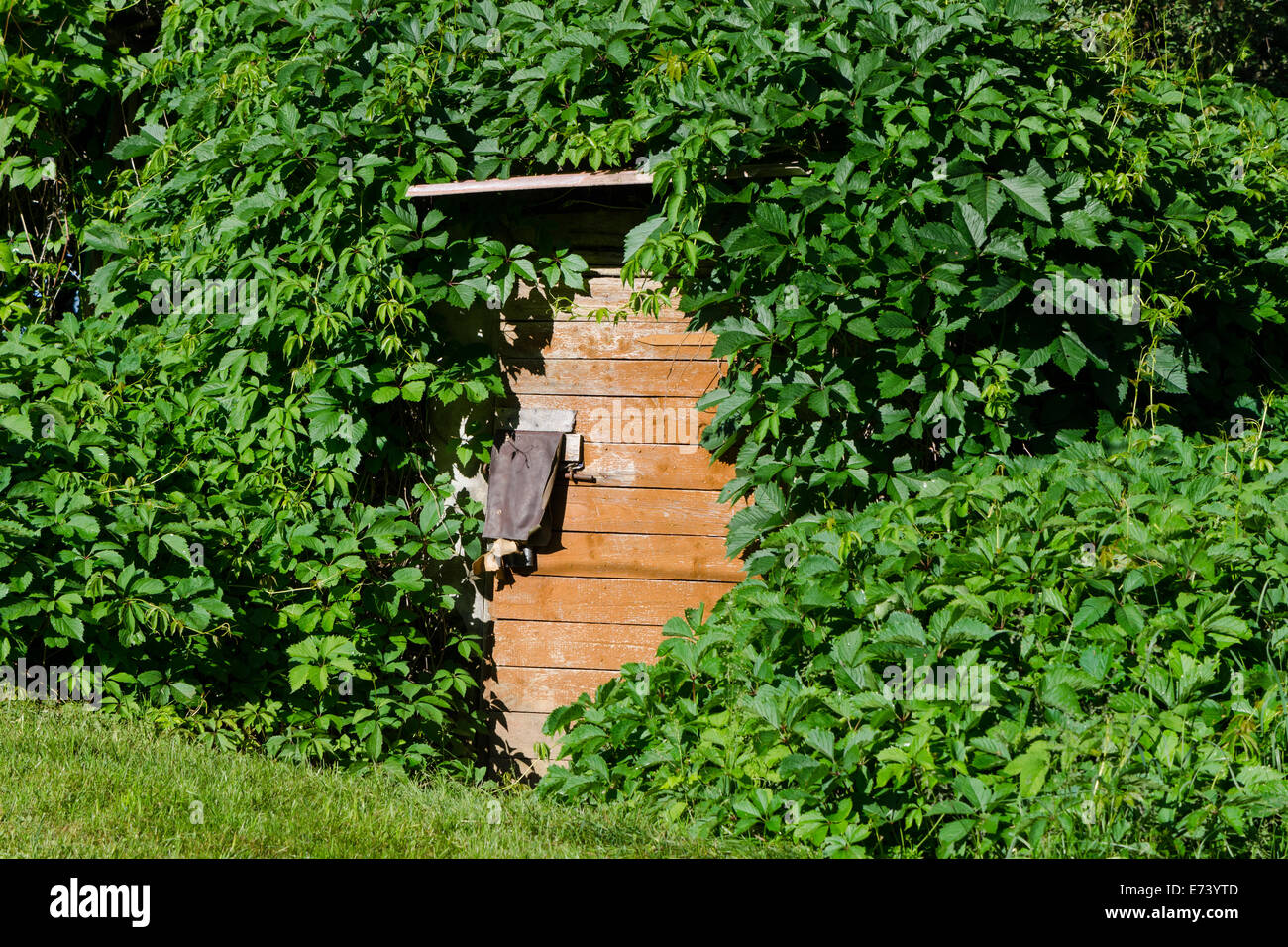 Vecchia cantina in legno porta con il verde incolto liane sul villaggio Foto Stock