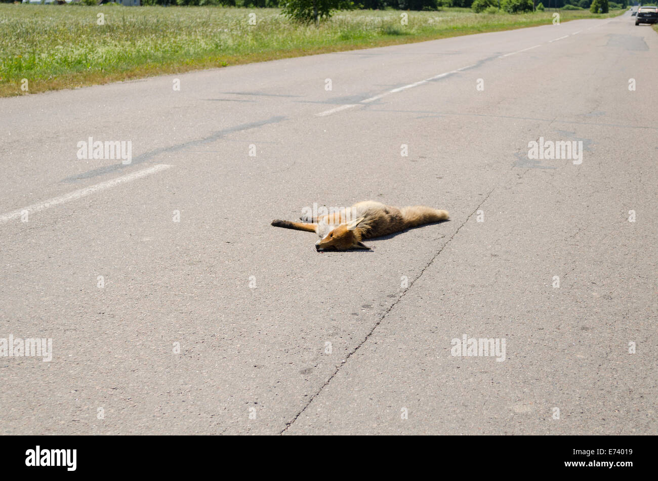 Auto morto ucciso fox corpo animale giaceva su strada rurale. Foto Stock