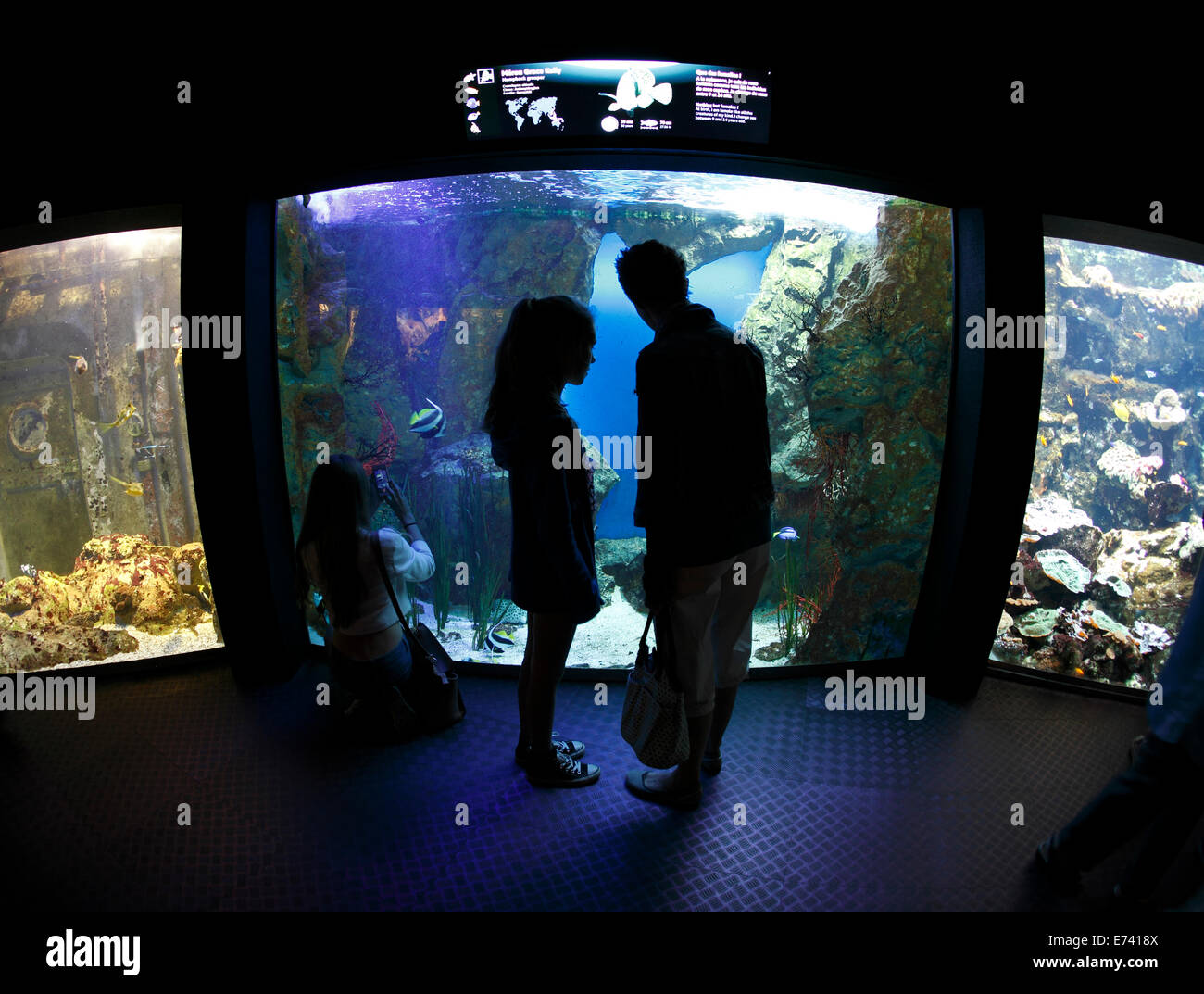 La madre e le figlie nella parte anteriore del serbatoio di Acquario windows Foto Stock