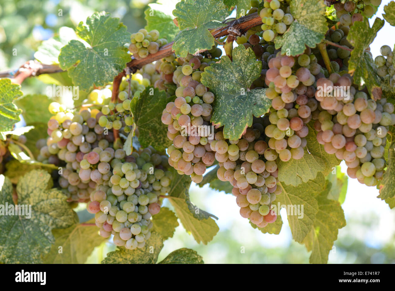 Di colore verde e rosa uva sulla vite Foto Stock