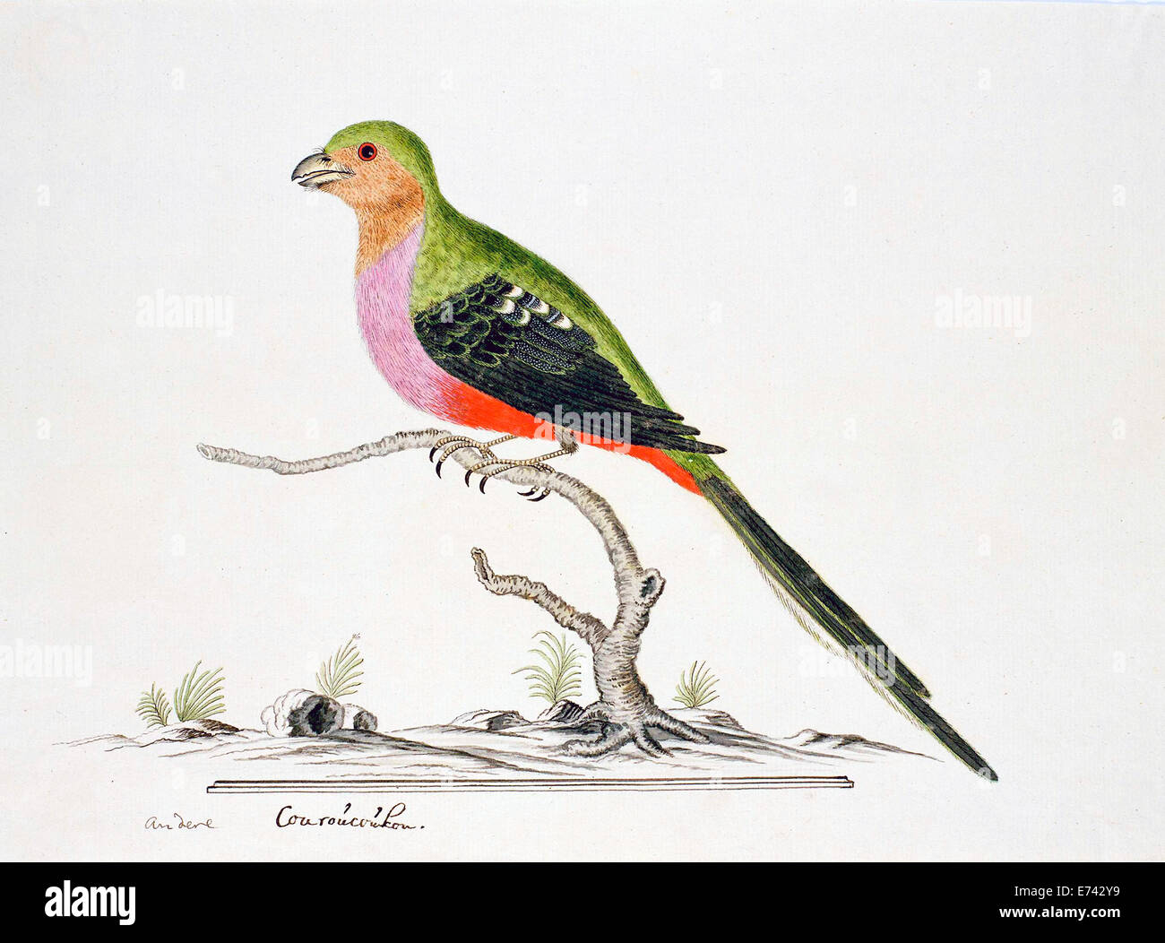 Narina Trogon (Apaloderma narina) - da Robert Jacob Gordon, 1777-1786 Foto Stock Narina Trogon (Apaloderma narina) - da Robert Jacob Gordon, 1777-1786 Foto Stock