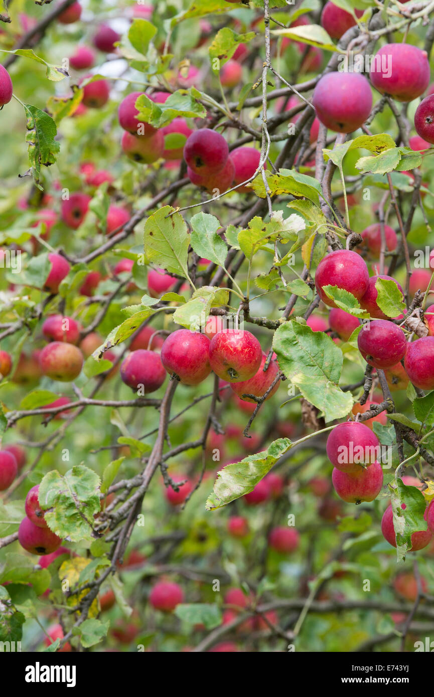 Malus Prunifolia Macrocarpa. Il granchio le mele sulla struttura ad albero Foto Stock