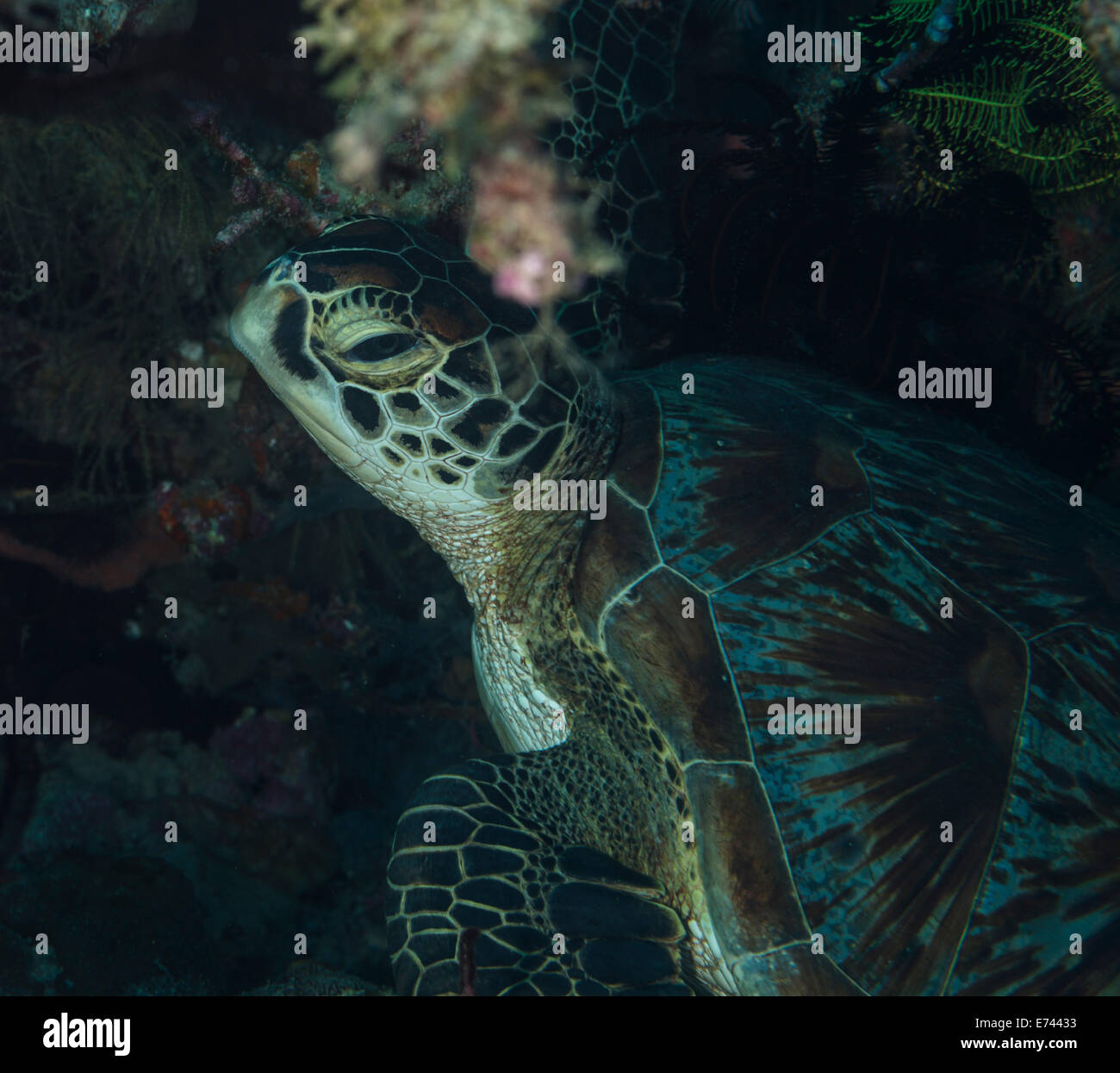 Tartaruga Verde agghiacciante sul fondo del mare Foto Stock