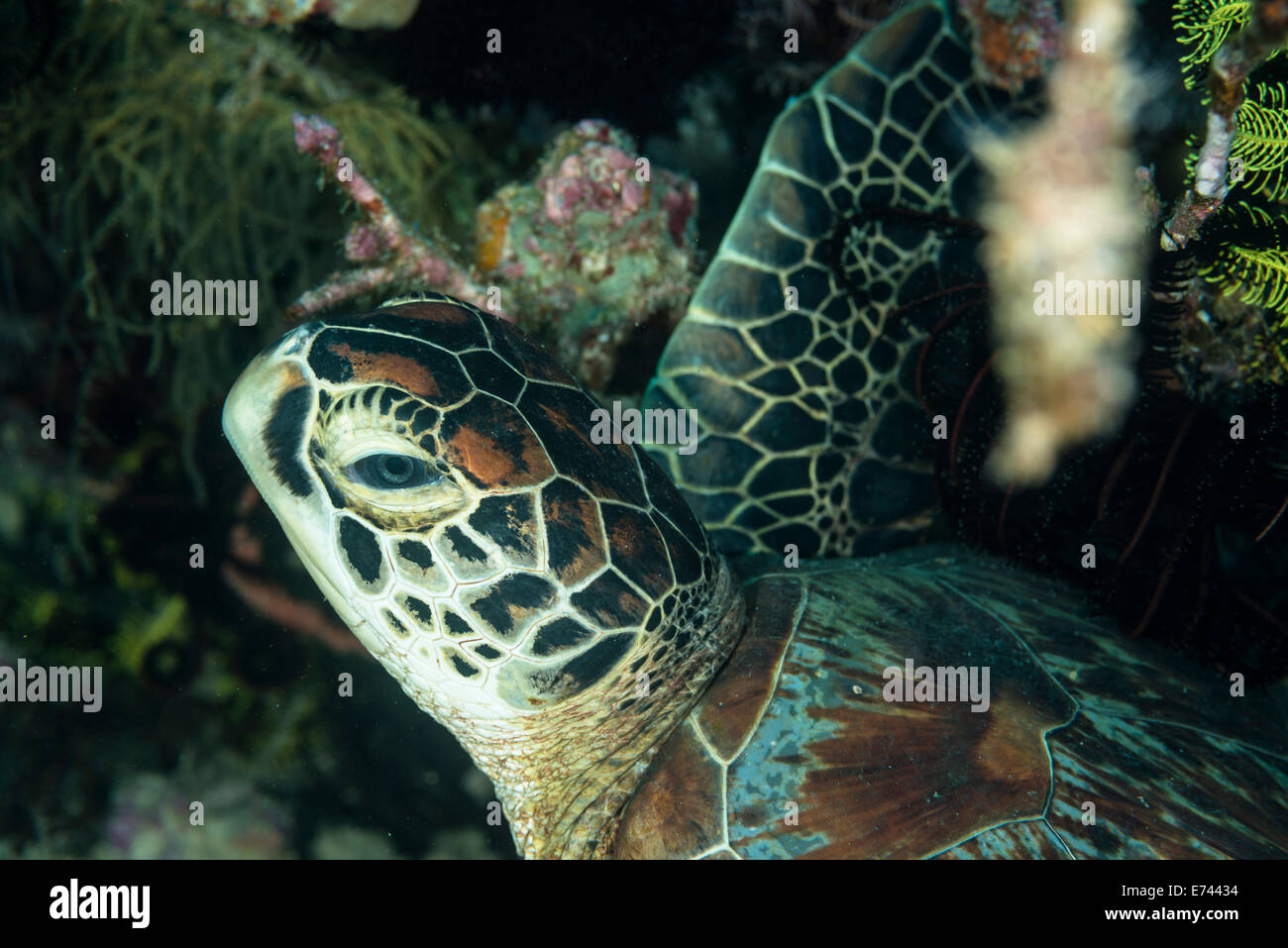 Tartaruga Verde agghiacciante sul fondo del mare Foto Stock