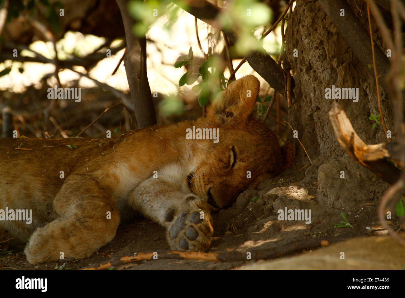 Il Regal lion dell'Africa di top & più temuto predatore apex; giorno sognatore, questo grazioso little LION CUB suono addormentato in ombra Foto Stock