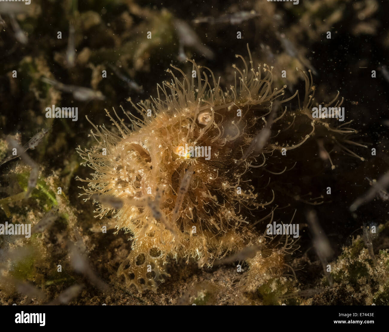 Rana pescatrice pelose sull oceano pavimento Foto Stock