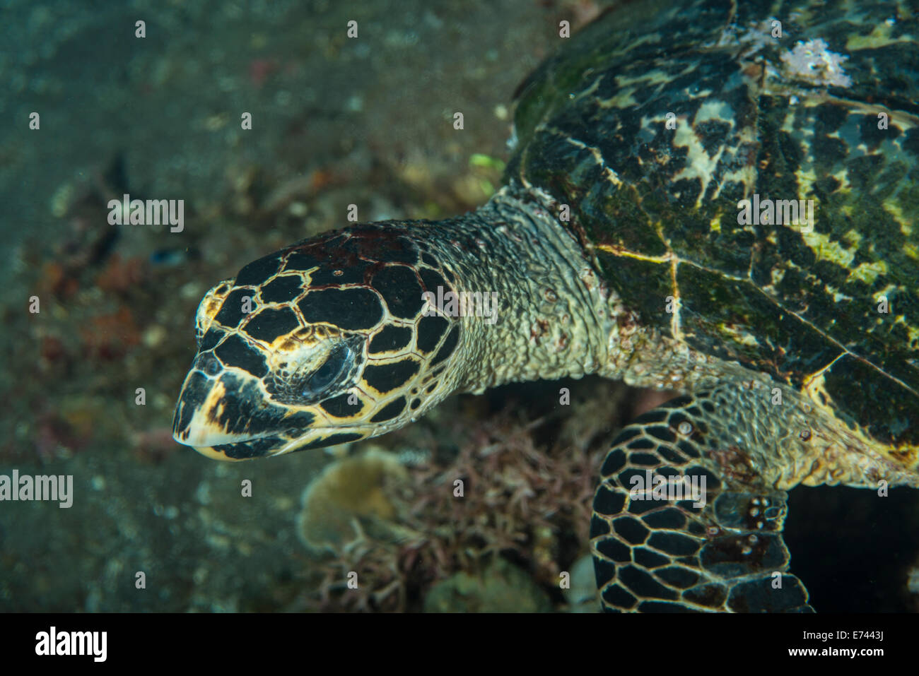 Ritratto di una tartaruga embricata Foto Stock