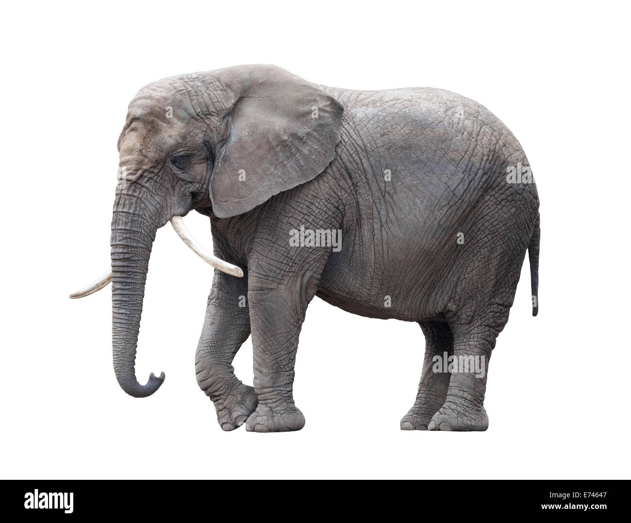 Elefante africano isolato su bianco con tracciato di ritaglio Foto Stock