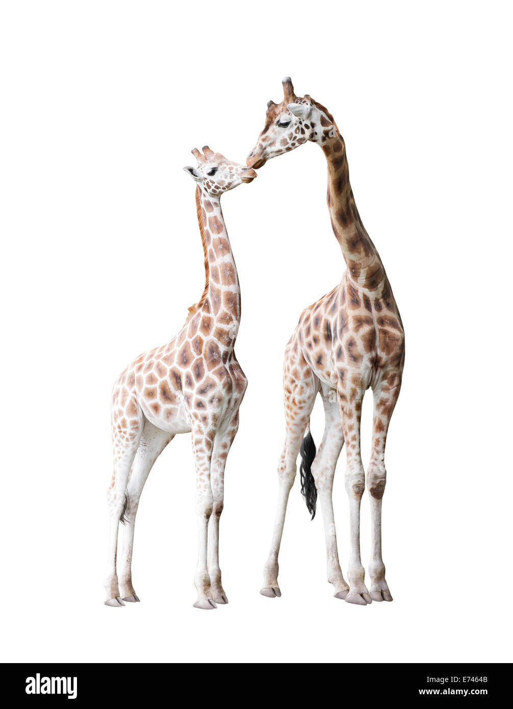 Due piedi giraffe isolato su bianco Foto Stock