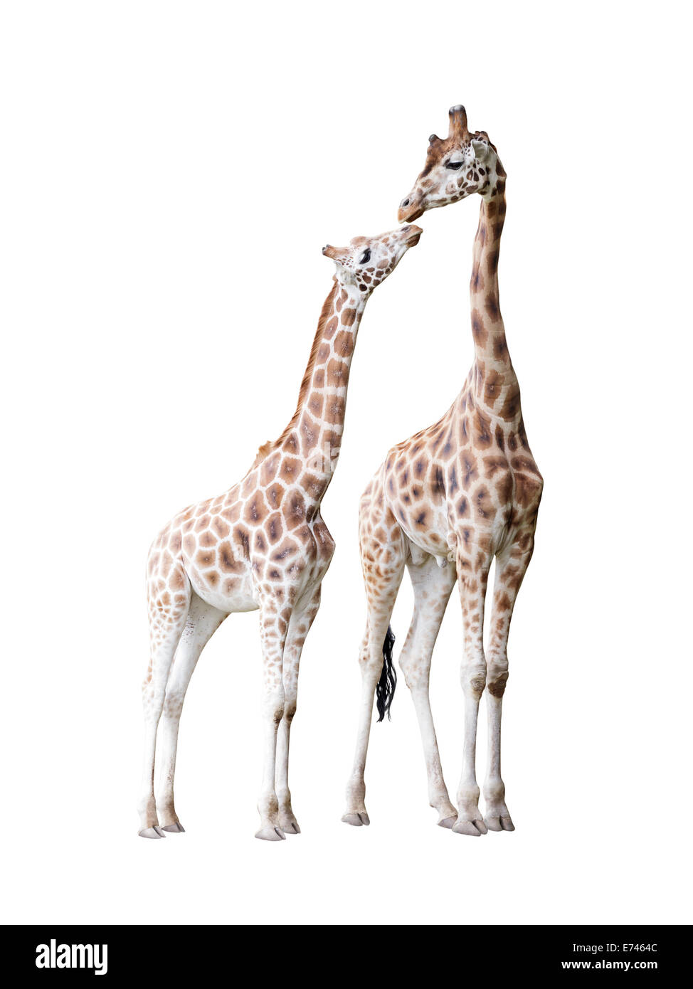 Due giraffe permanente con il tracciato di ritaglio Foto Stock