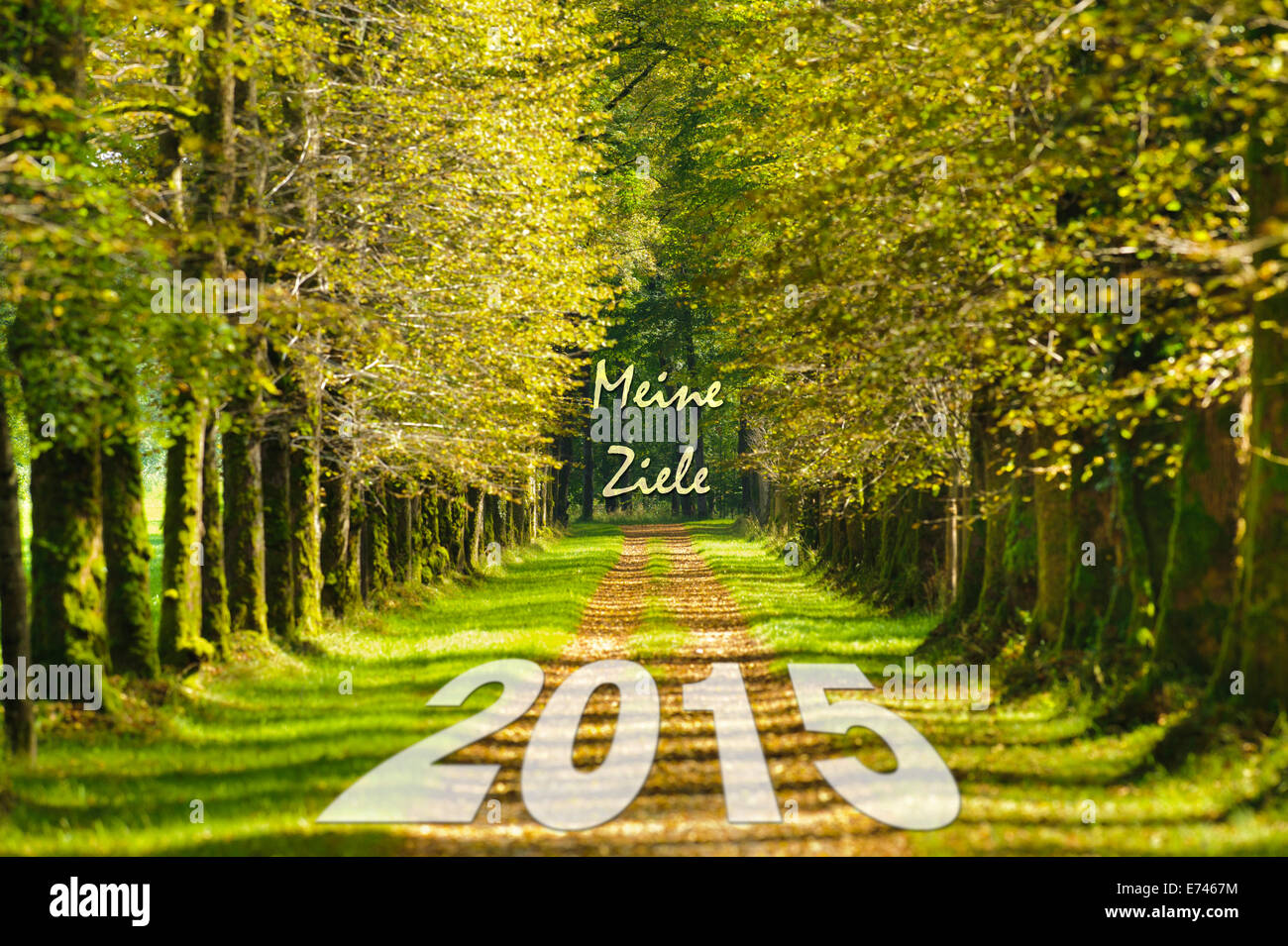 Il modo di nuovo anno 2015 nel vicolo di albero Foto Stock