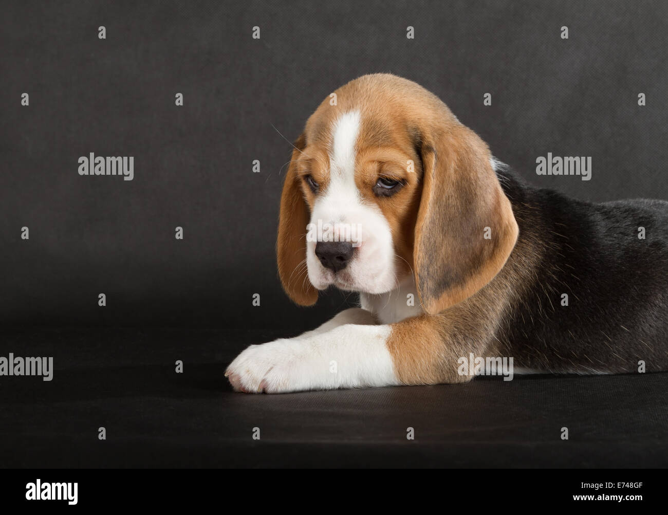 Grazioso cucciolo Beagle (5 settimane) Foto Stock
