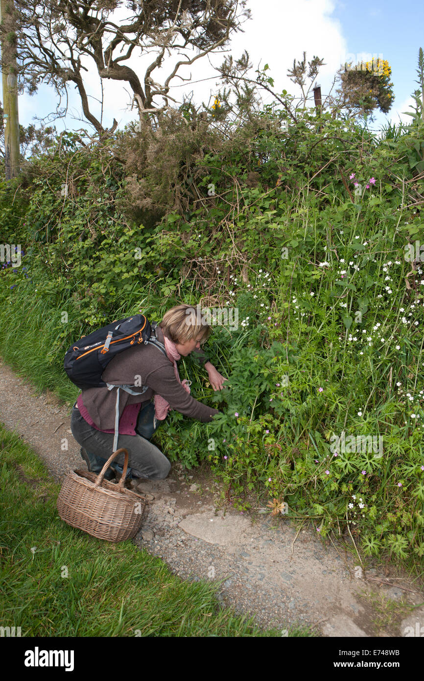 Caroline Davey di " Fat Hen', che insegna il cibo rovistando in Cornovaglia vicino al Lands End. Foto Stock