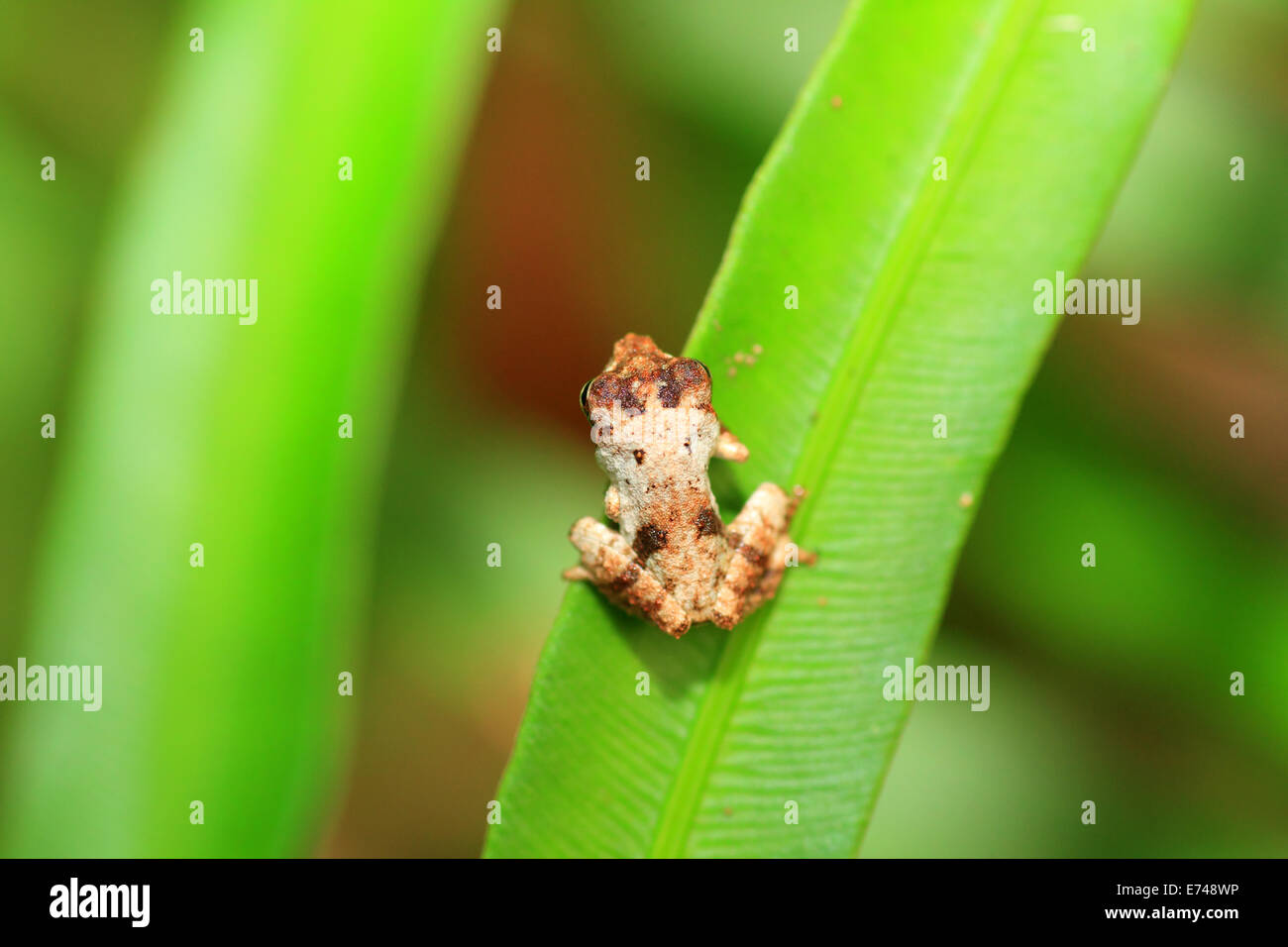 Sri Lanka arbusto Rana sp Pseudophilautus (sp) nella foresta di Kitulgala, Sri Lanka Foto Stock