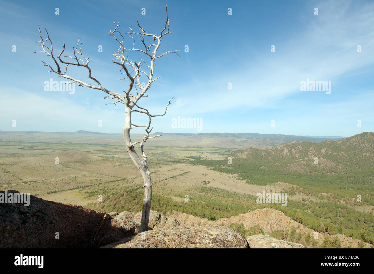 Albero secco su uno sfondo di montagne. Tratto Merkit, Buryatia, Siberia, Federazione russa Foto Stock