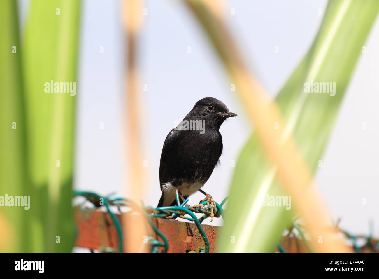 Pied Bushchat Saxicola (caprata atratus) maschio in Sri lanka Foto Stock