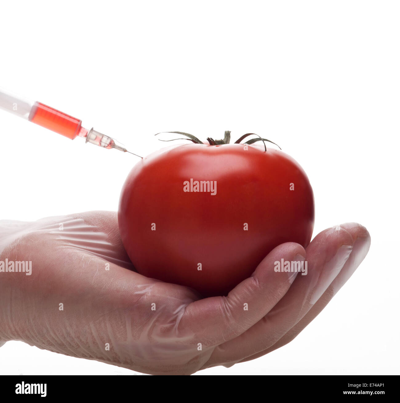 Esperimento genetico con pomodoro Foto Stock