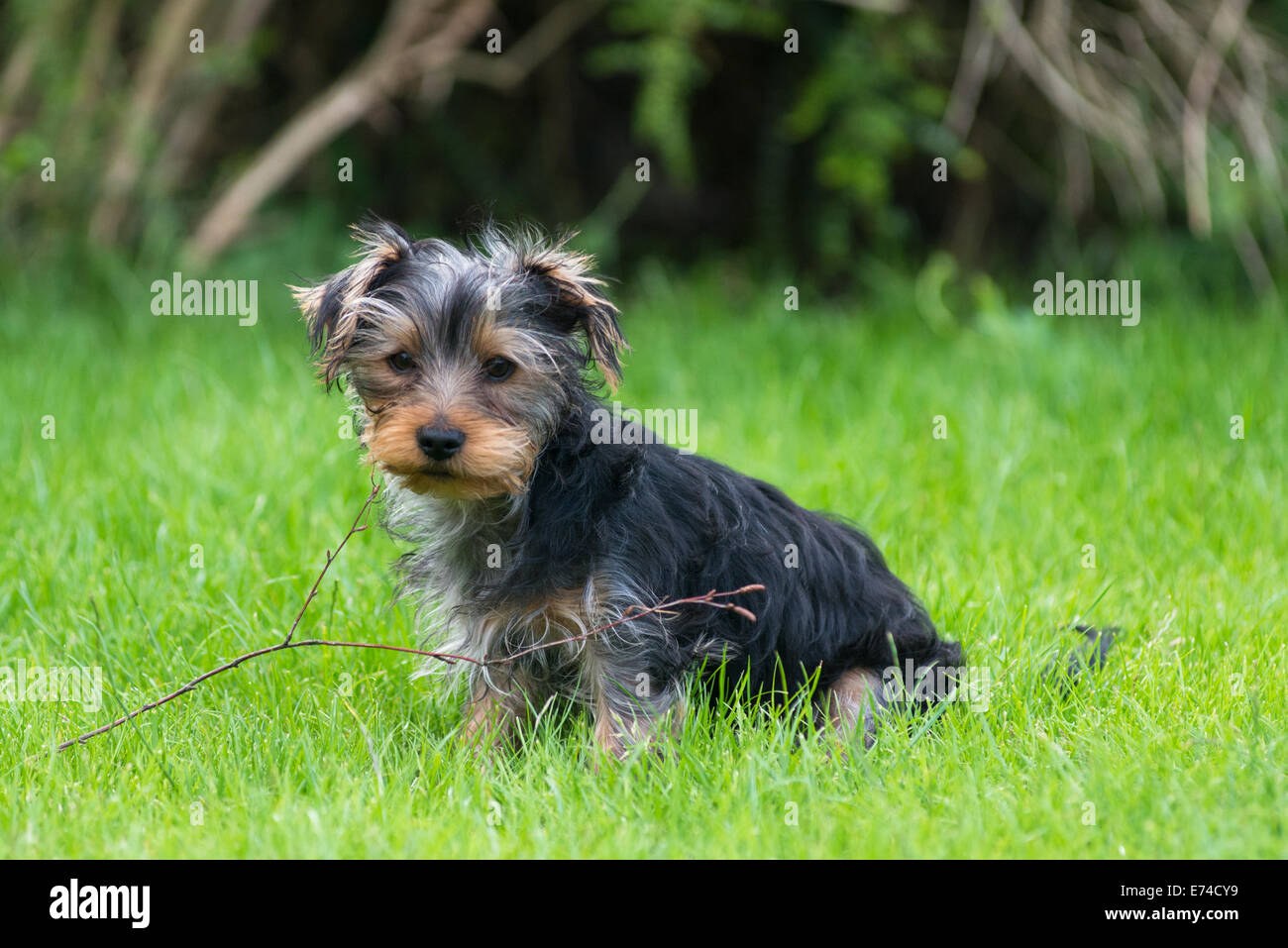 Un Yorkshire Terrier il cucciolo di giocare con il ramoscello in bocca. Foto Stock
