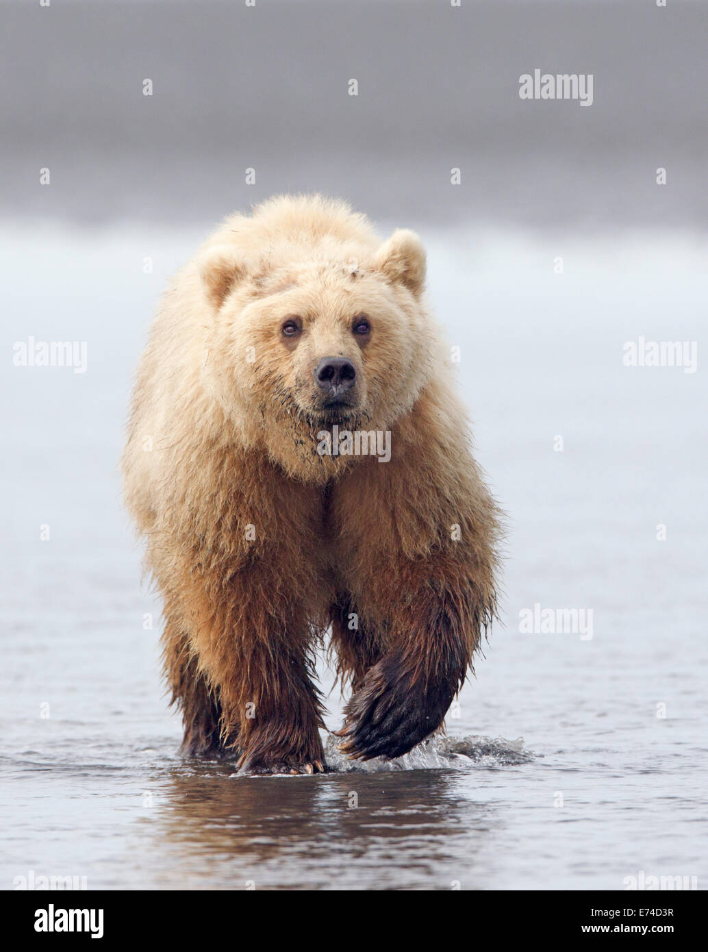 Orso bruno biondo dell'Alaska Foto Stock